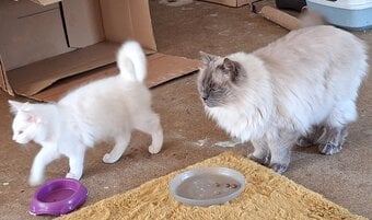 Gorgeous Part Ragdoll male kitten 4 months