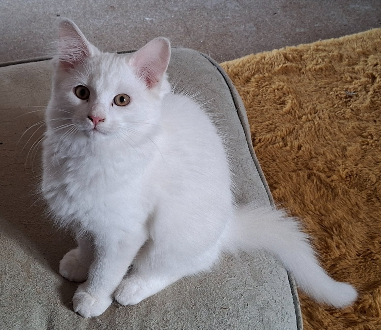 Gorgeous Part Ragdoll male kitten 4 months