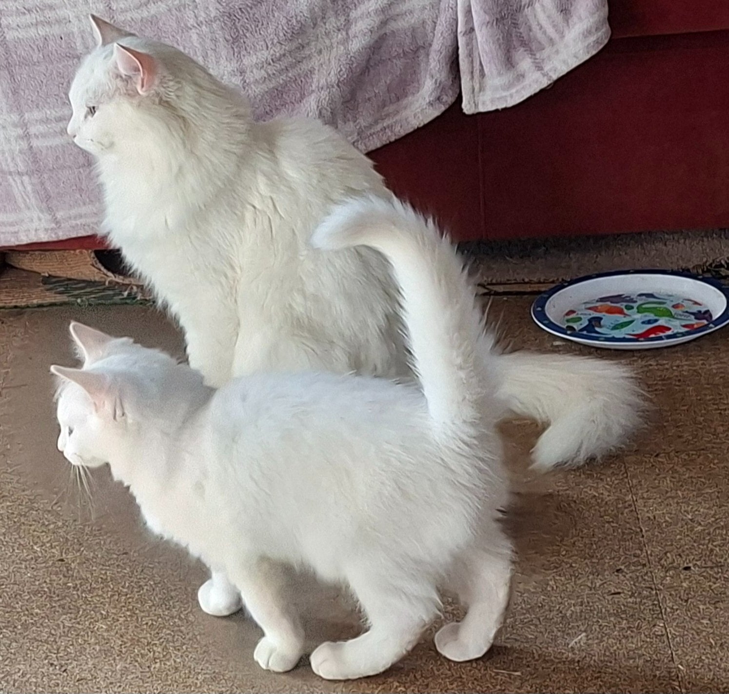 Battle Gorgeous Part Ragdoll male kitten 4 months