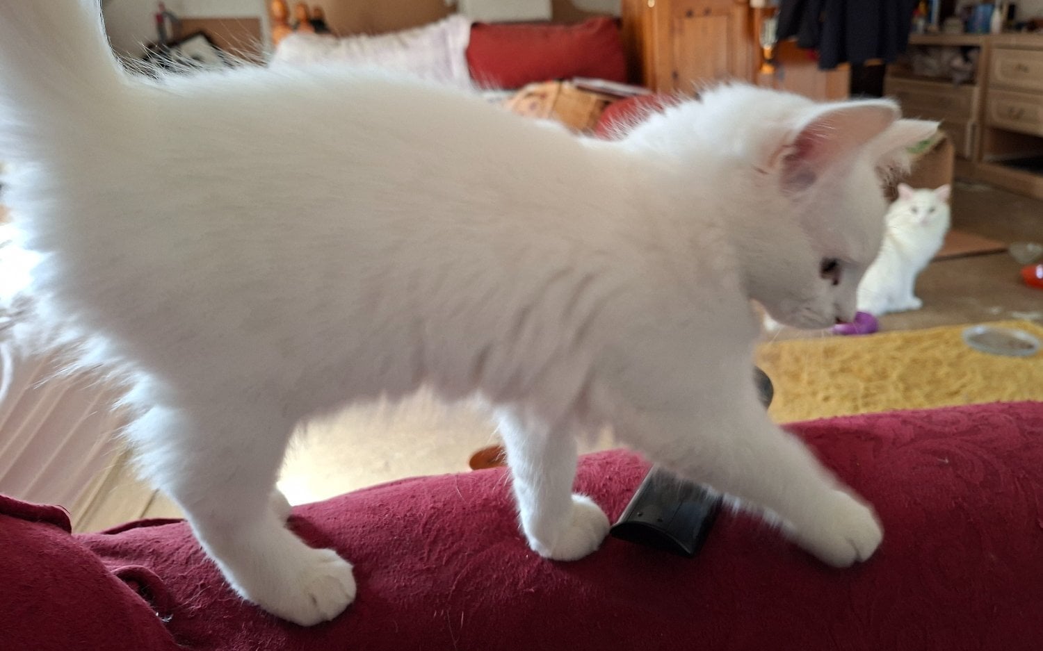 Gorgeous Part Ragdoll male kitten 4 months - Cats & Kittens in Battle