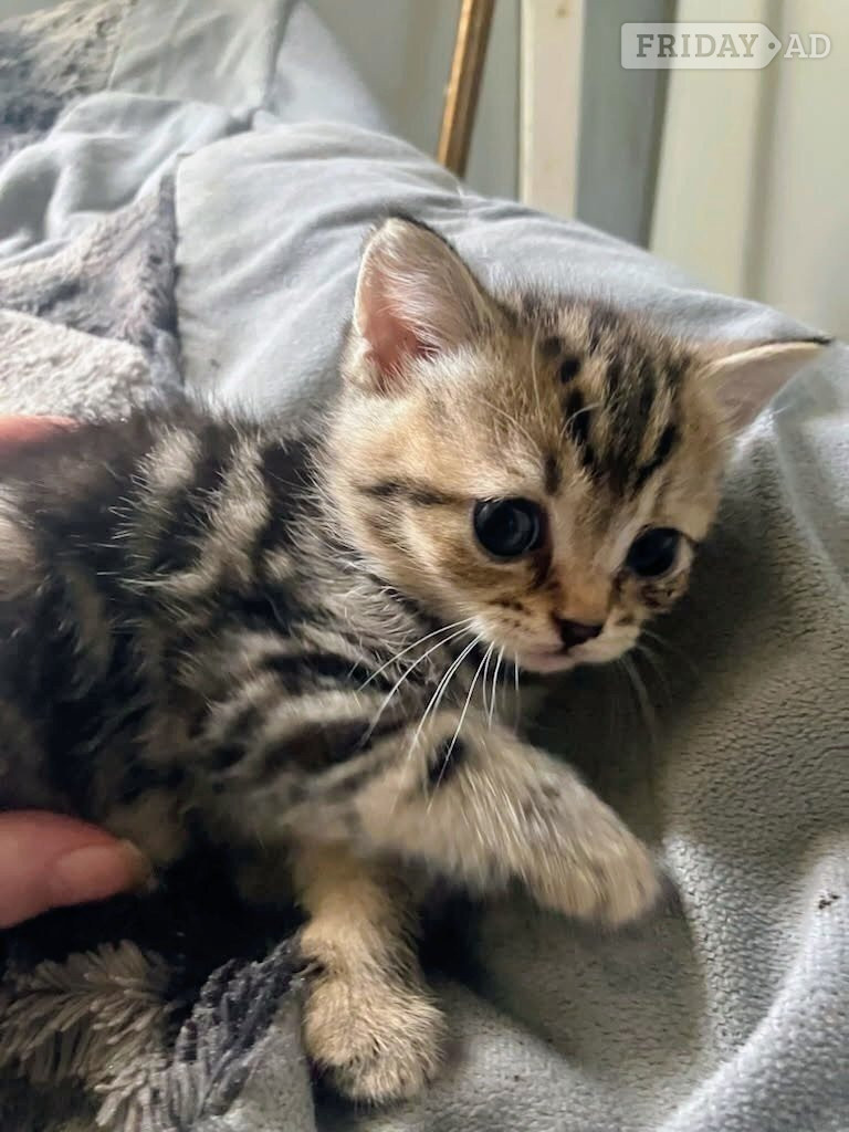 BSH Cross kittens - Cats & Kittens in Manchester