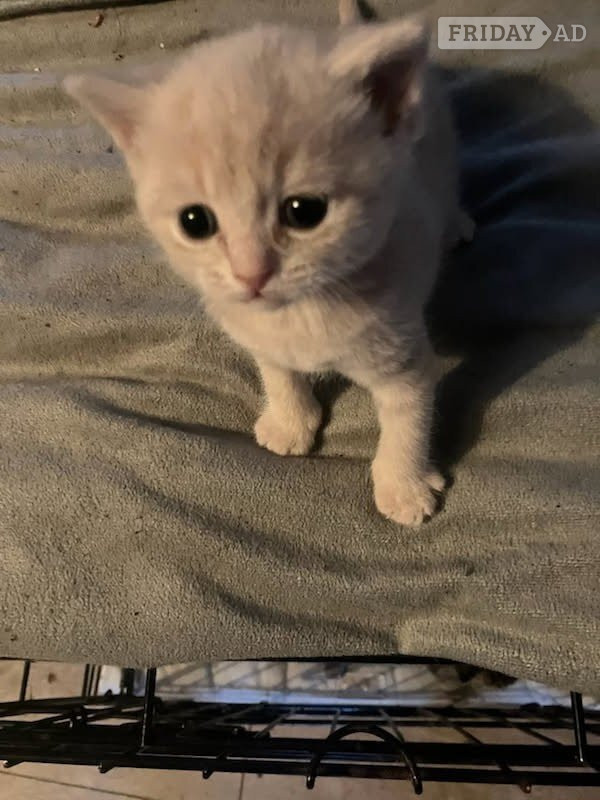BSH Cross kittens - Cats & Kittens