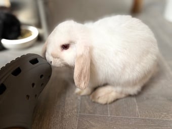 3 baby mini lops for sale 