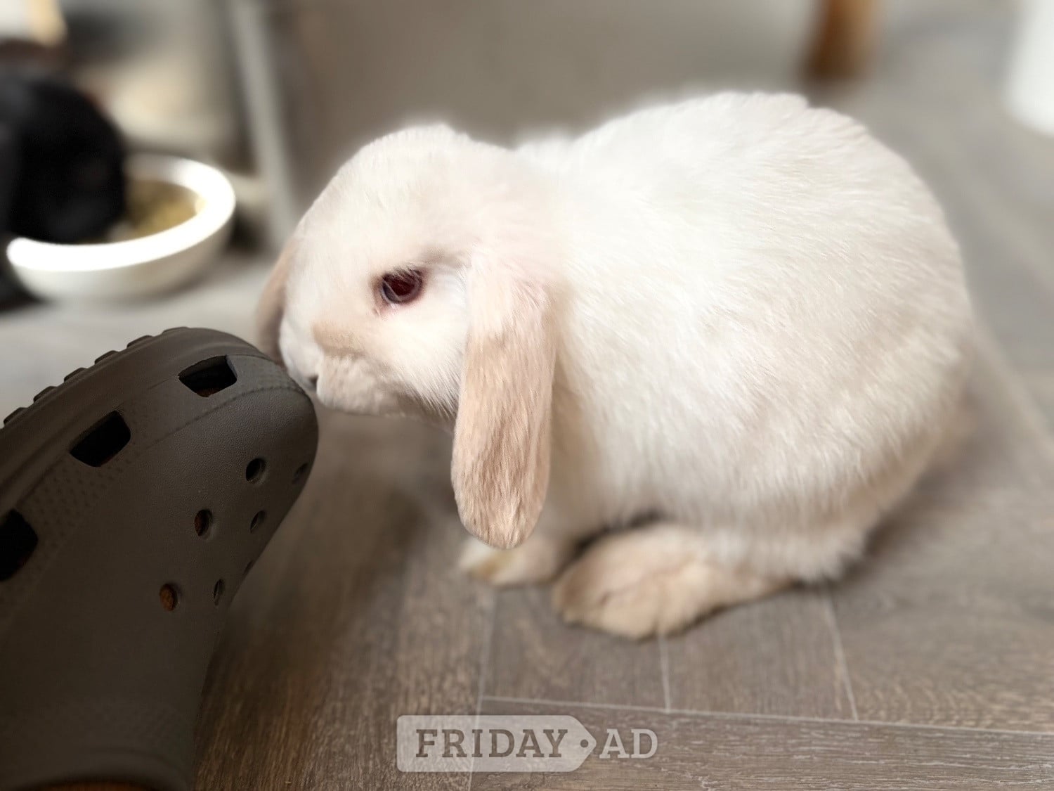 3 baby mini lops for sale  in Brighton