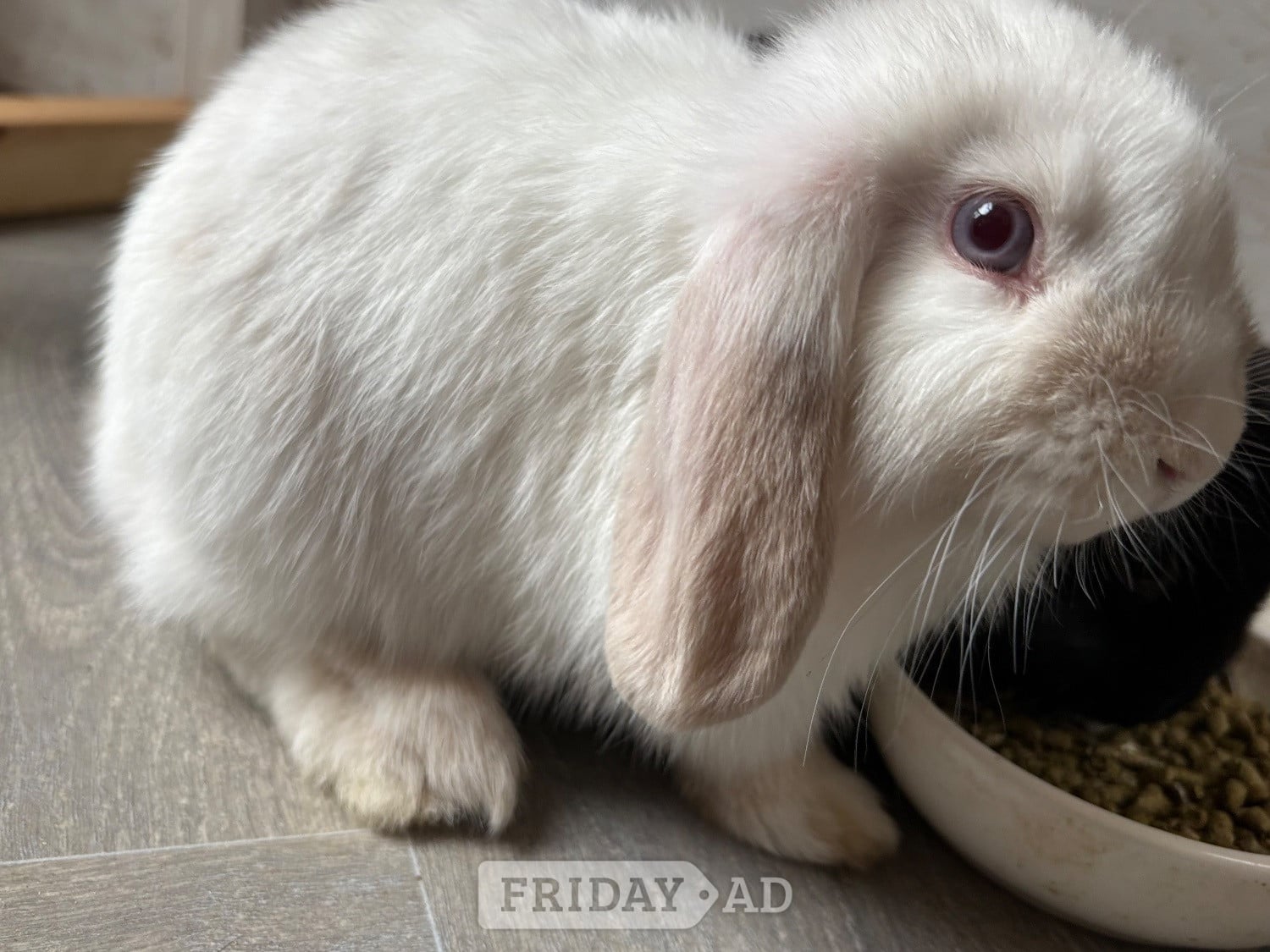3 baby mini lops for sale 