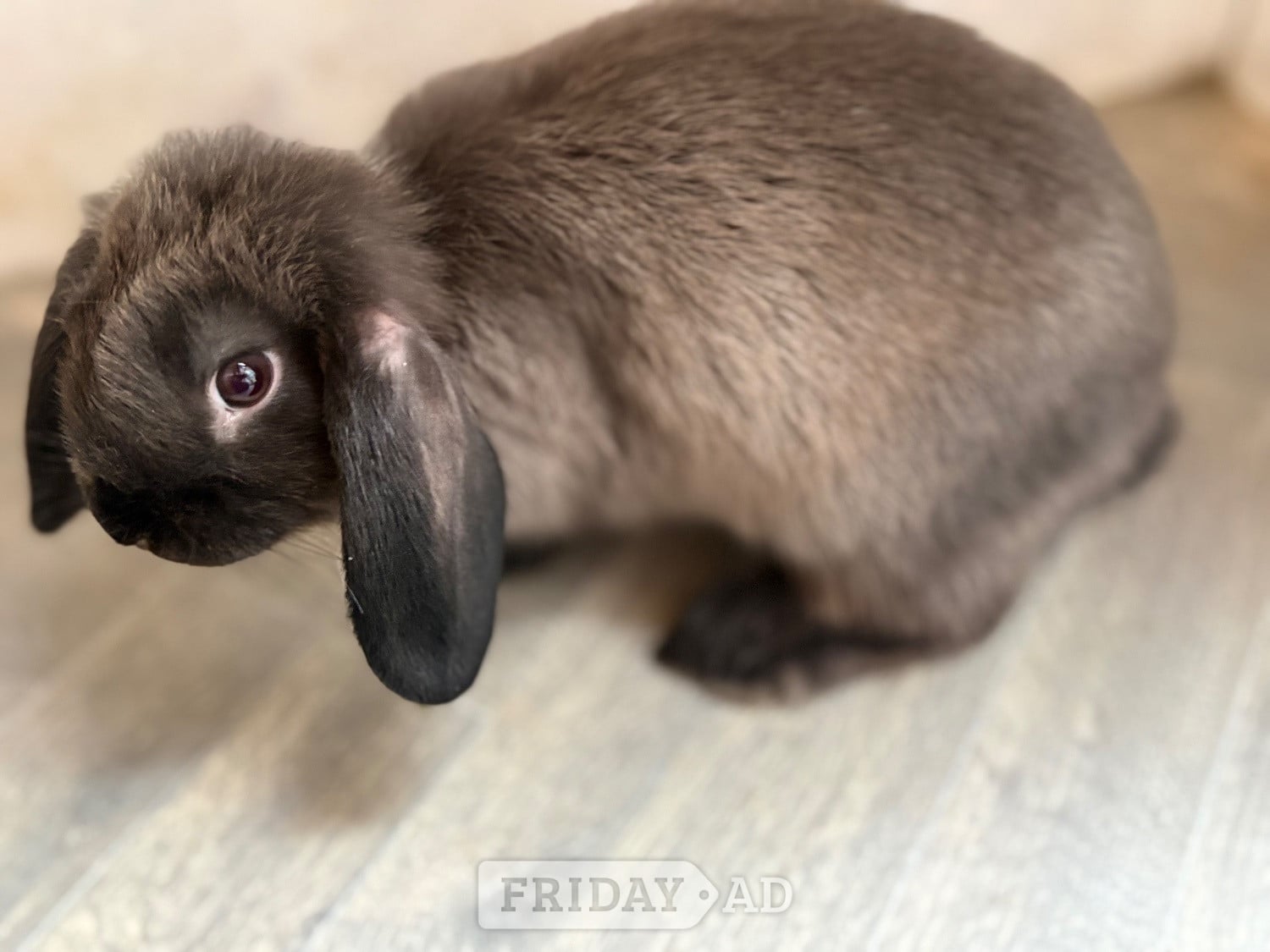 3 baby mini lops for sale  - Rabbits in Brighton