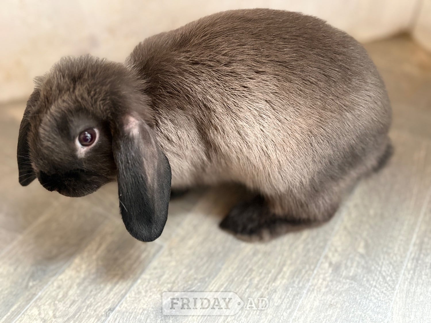 3 baby mini lops for sale  - Rabbits