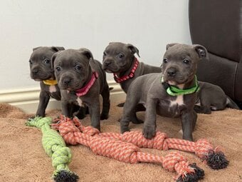 Blue Staffordshire Puppies Available For Sale