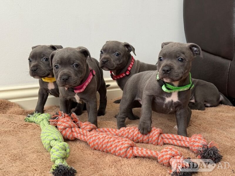 Blue Staffordshire Puppies Available For Sale in London