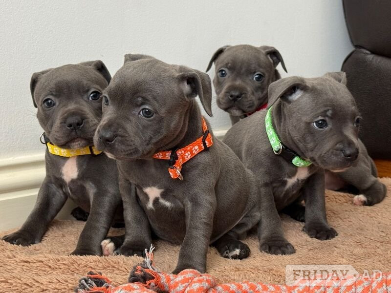 London Blue Staffordshire Puppies Available For Sale