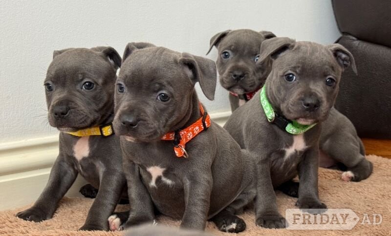 Blue Staffordshire Puppies Available For Sale - Dogs & Puppies in London