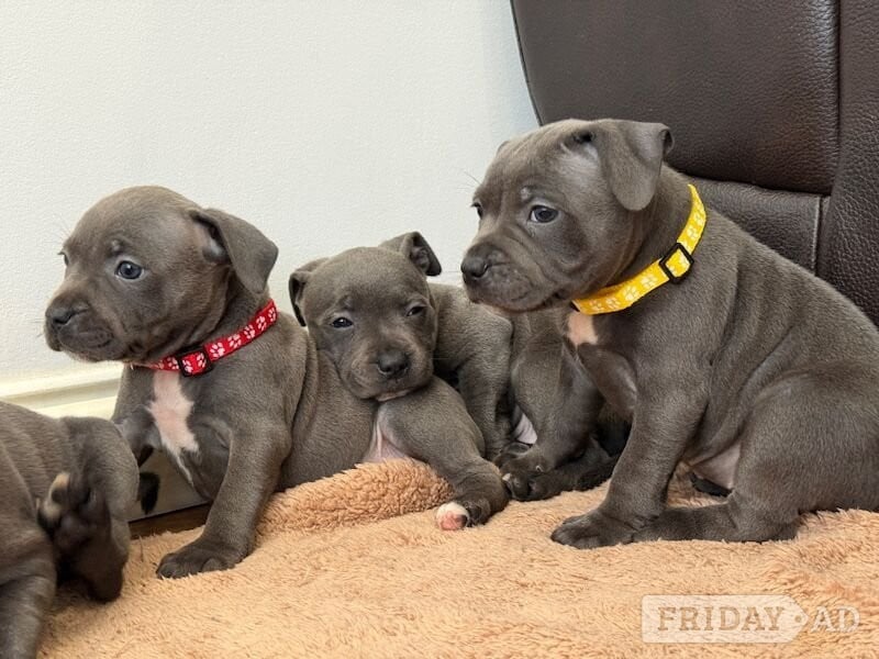 Blue Staffordshire Puppies Available For Sale - Dogs & Puppies