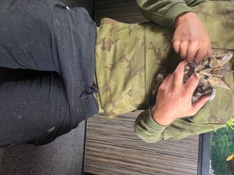 Kittens looking for new homes 