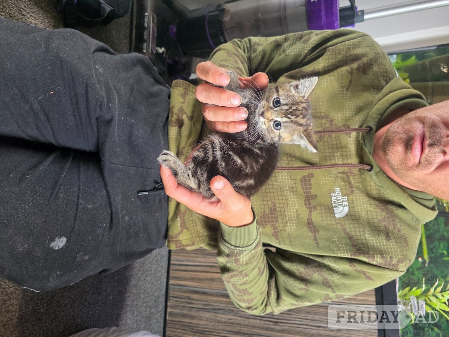 Kittens looking for new homes 