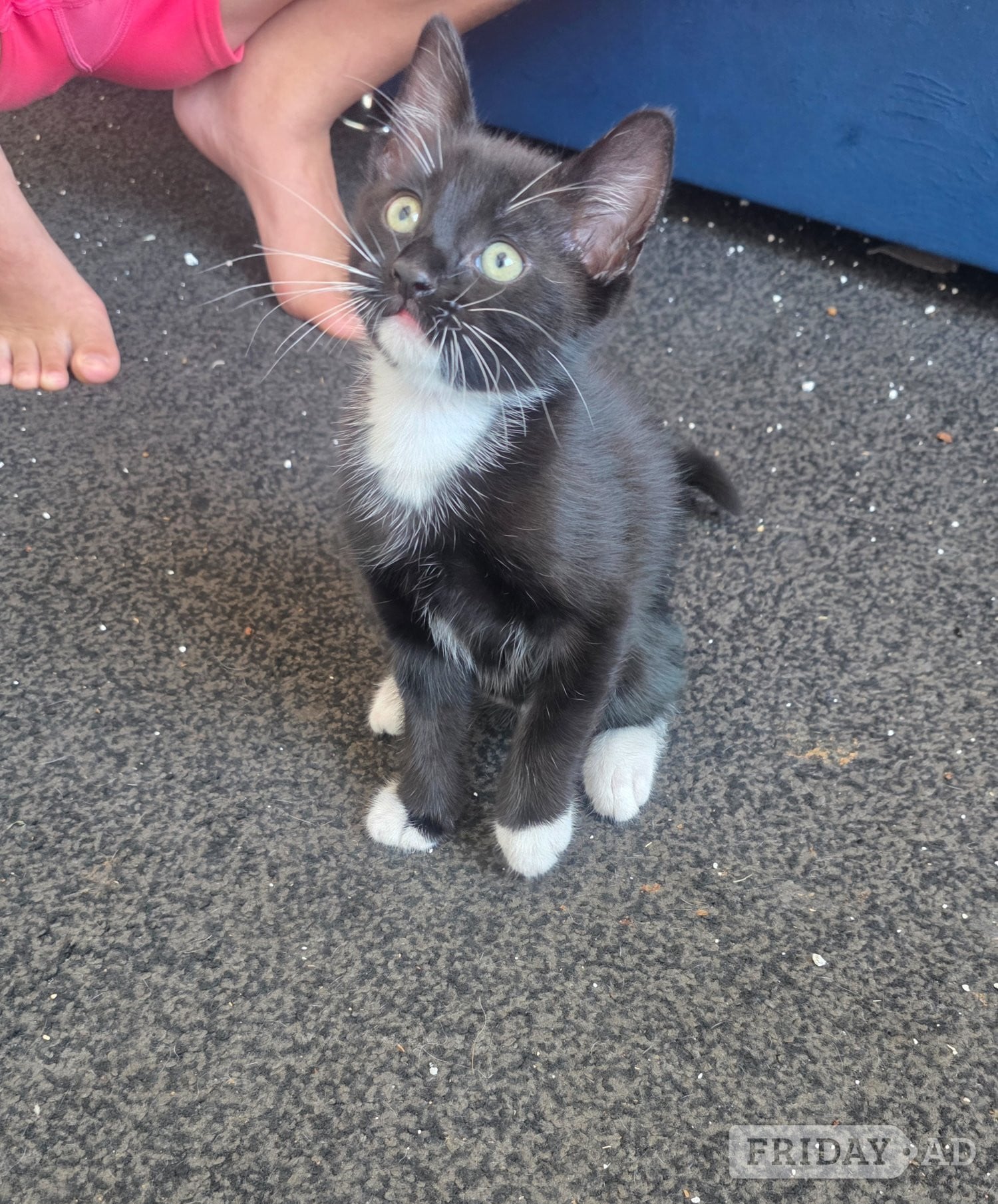 Kittens looking for new homes  - Cats & Kittens