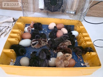 Newborn chicks for sale in London 