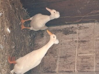 Crested runner ducks.