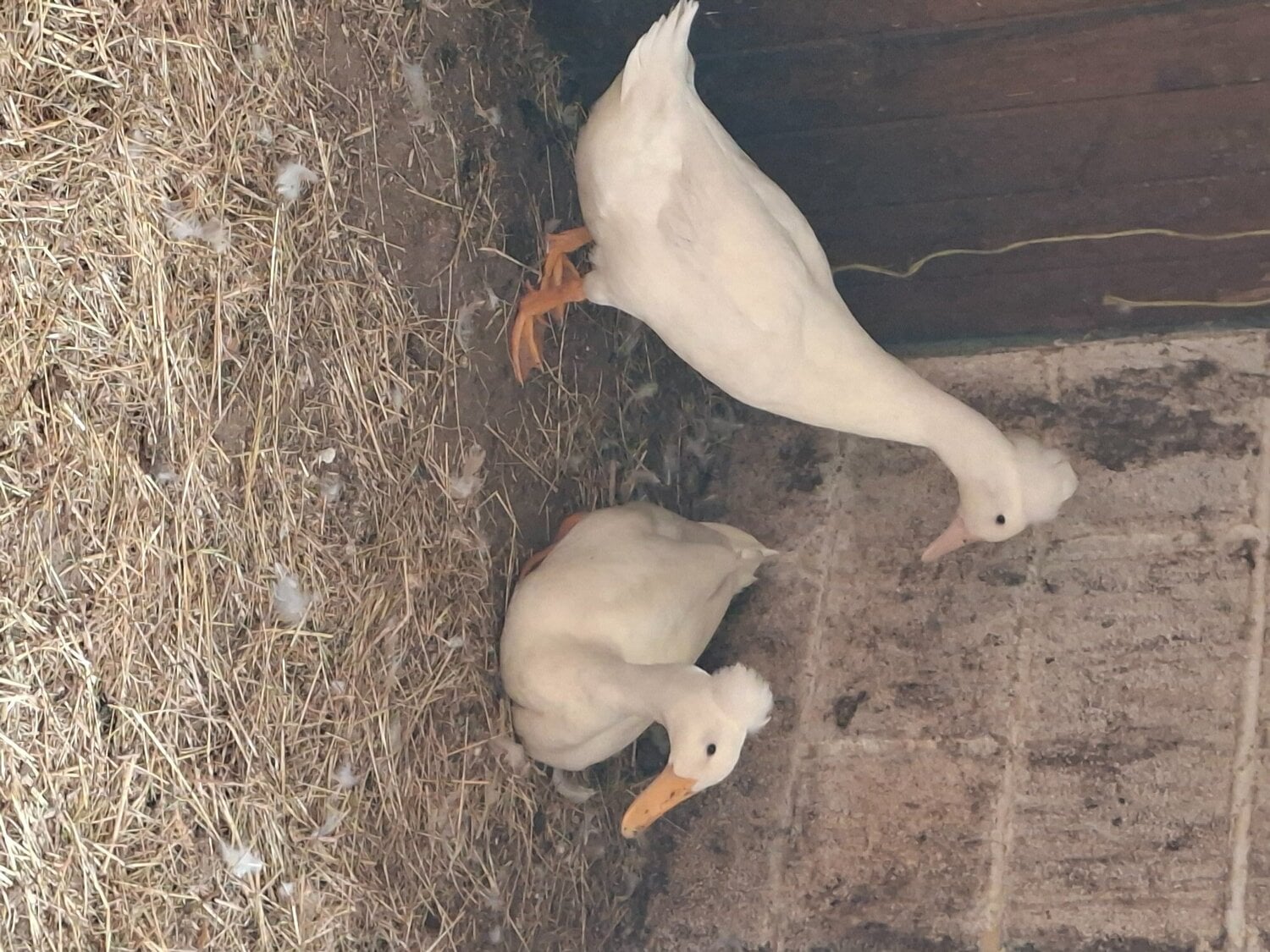 Crested runner ducks.