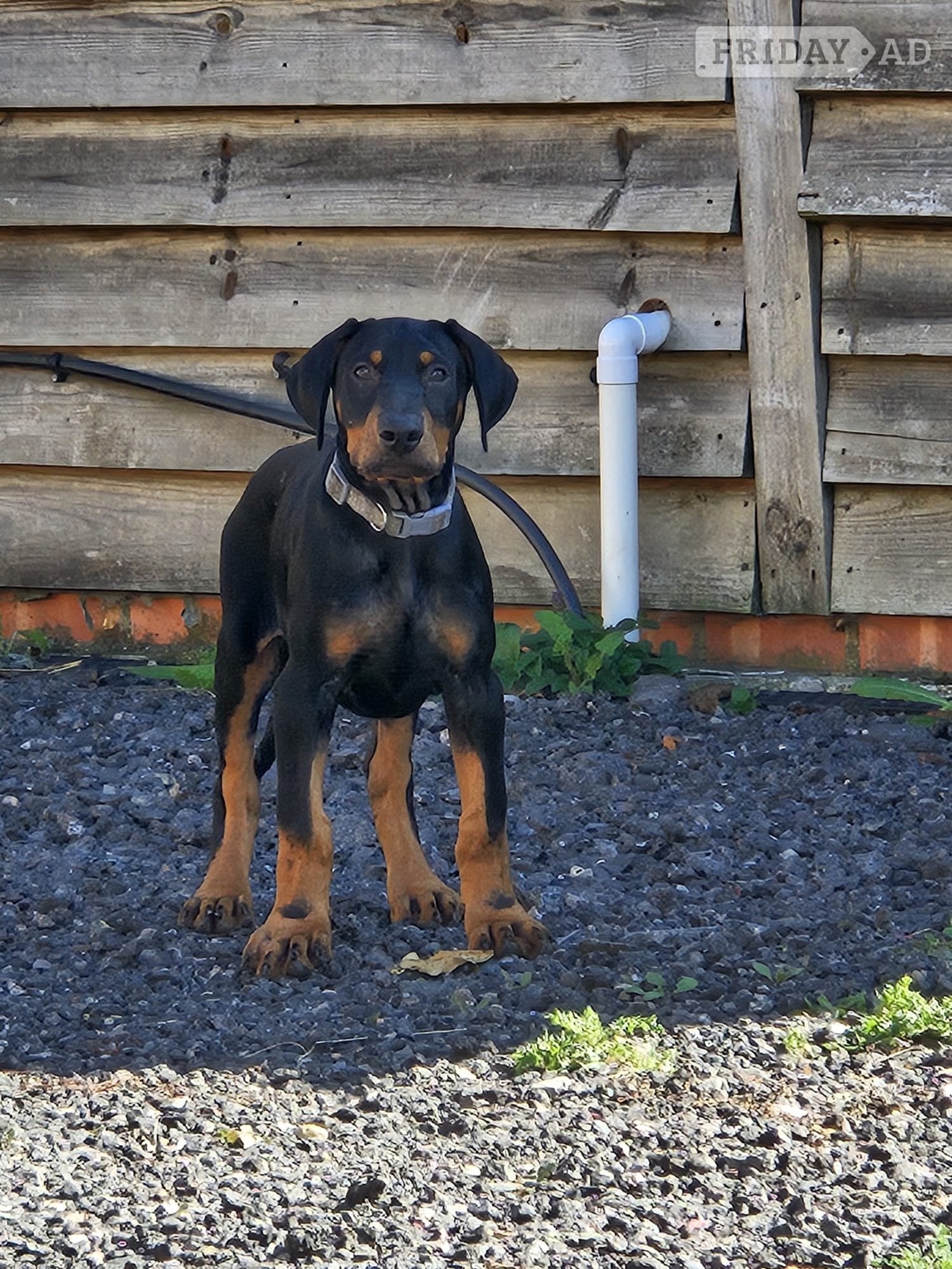 Doberman 6mo vaccinated/wormed 