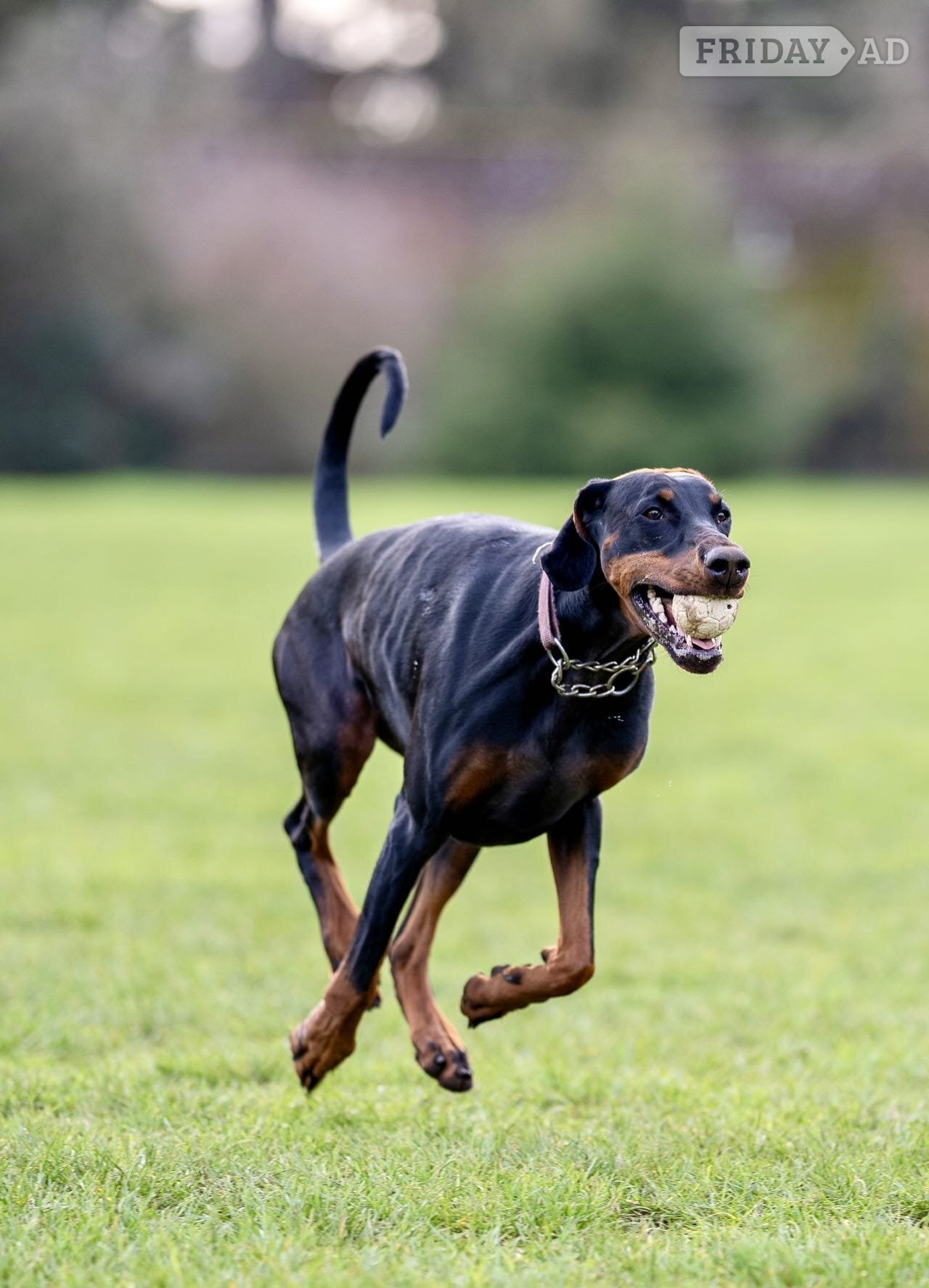 Tenterden Doberman 6mo vaccinated/wormed 