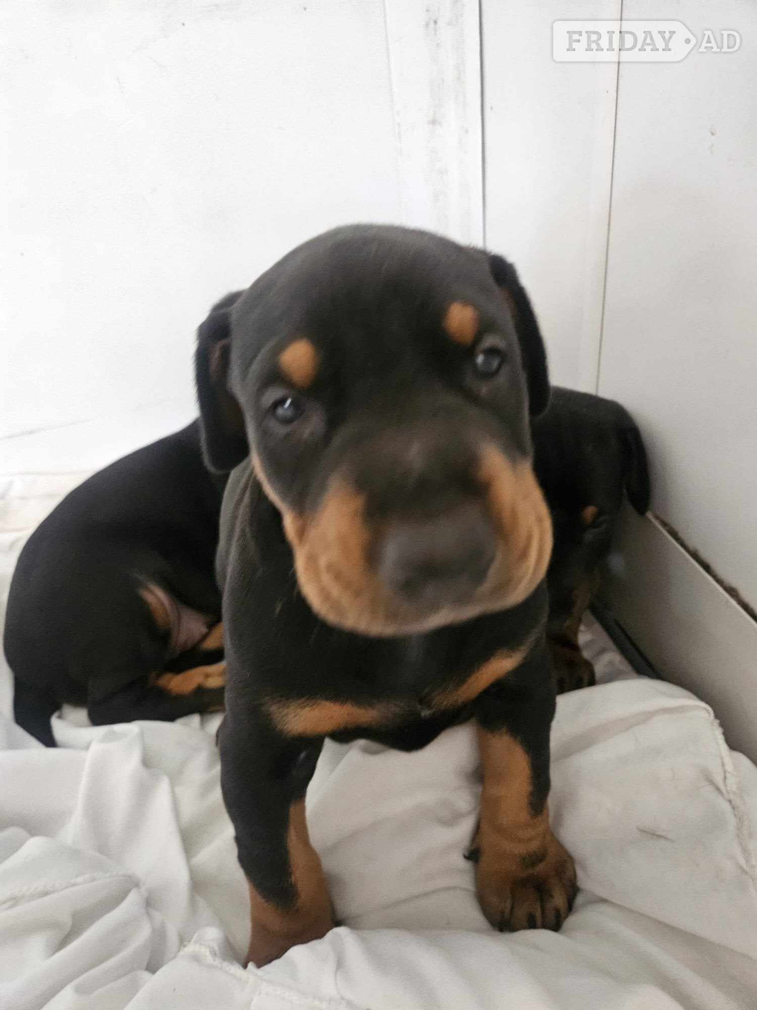 Doberman 6mo vaccinated/wormed  - Dogs & Puppies in Tenterden