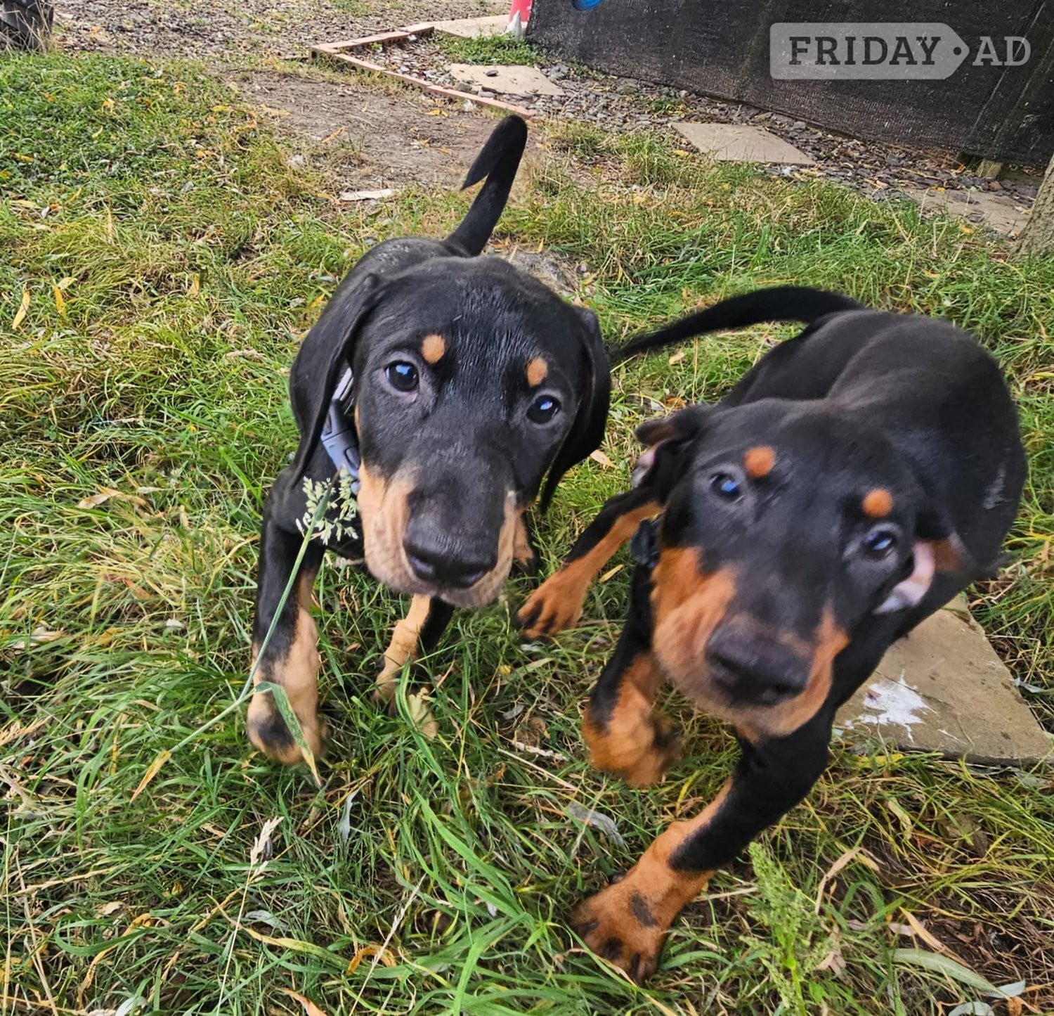 Doberman 6mo vaccinated/wormed  - Dogs & Puppies