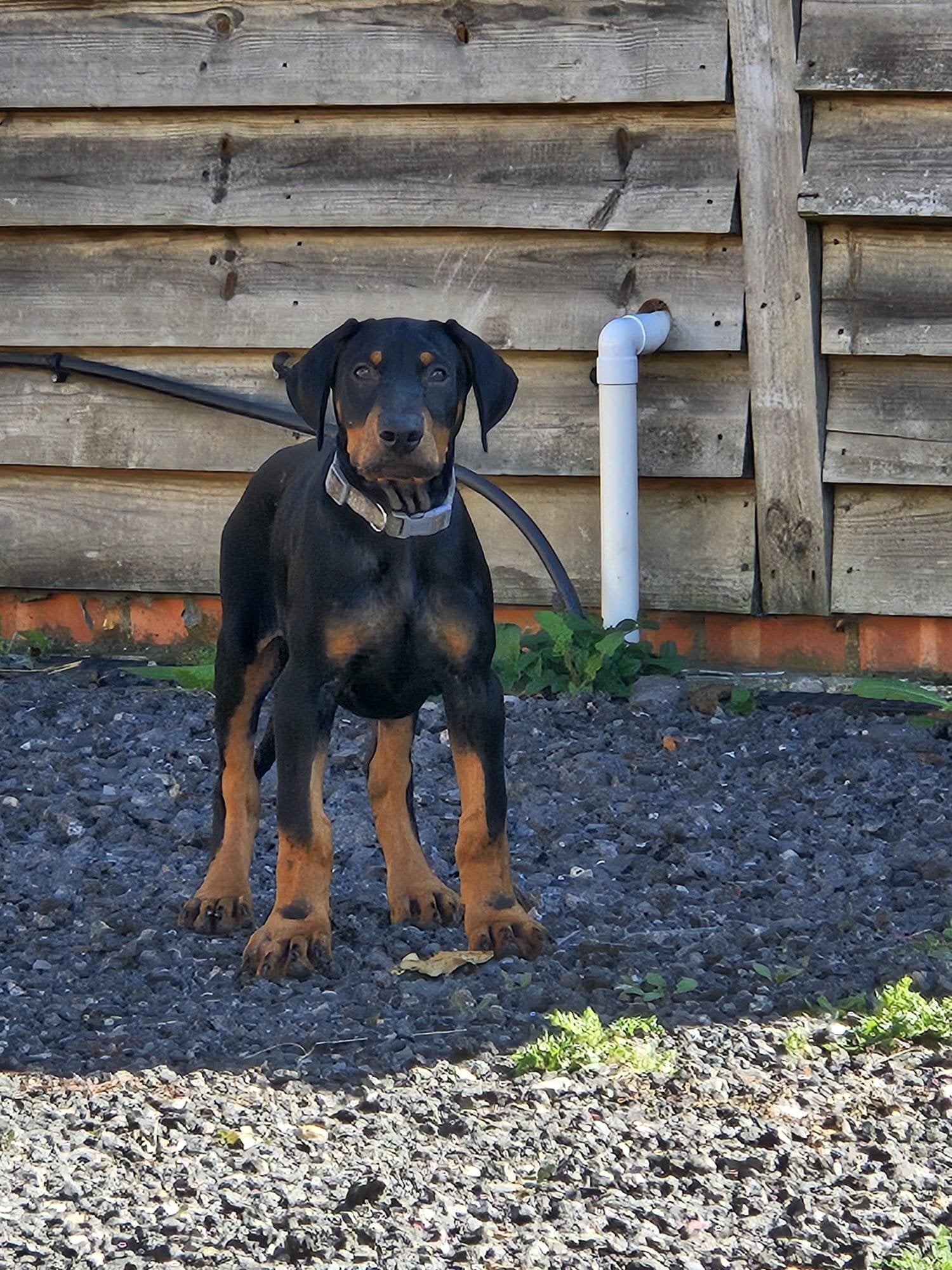 Doberman 6mo vaccinated/wormed 