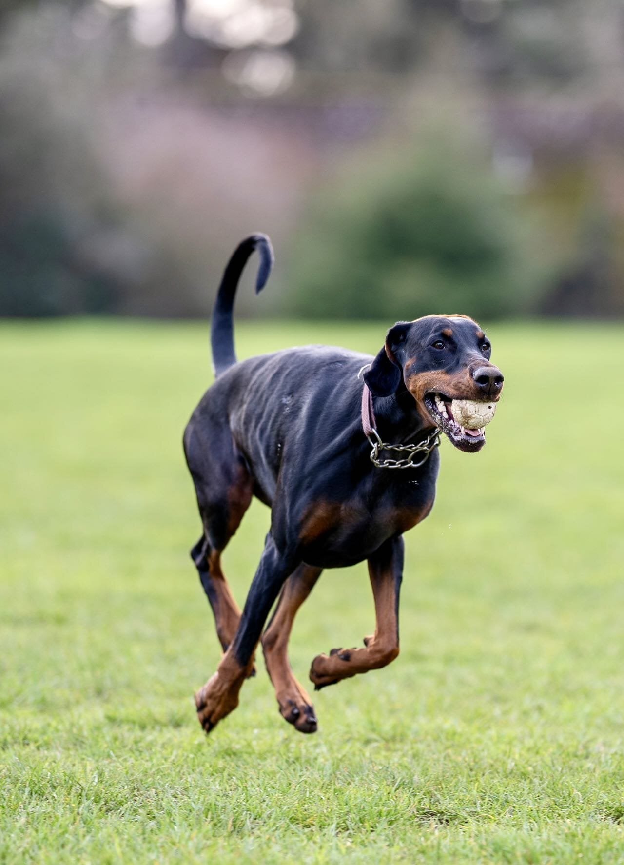 Tenterden Doberman 6mo vaccinated/wormed 