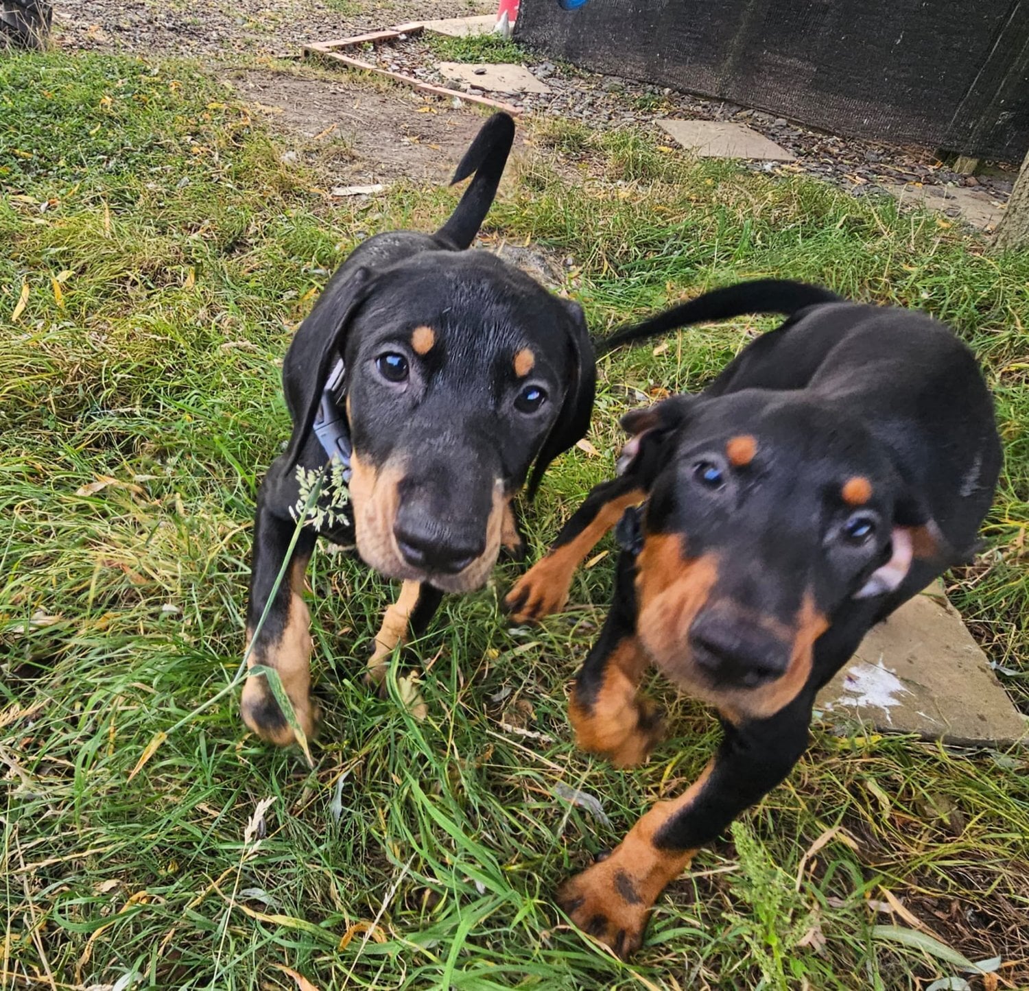 Doberman 6mo vaccinated/wormed  - Dogs & Puppies