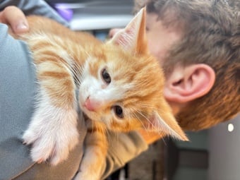 2 ginger boys 8 weeks