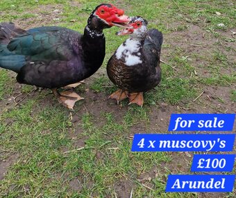 4 x Muscovy birds 