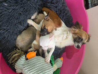Chihuahua puppies for sale 
