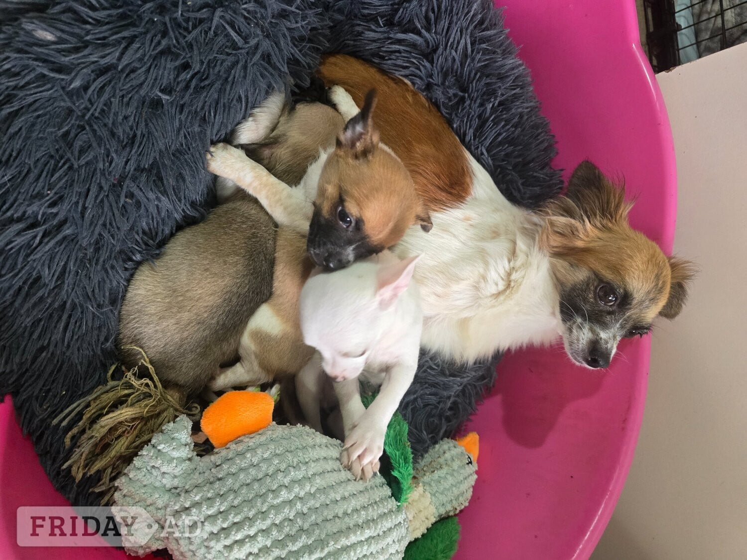 Chihuahua puppies for sale  in Wigan