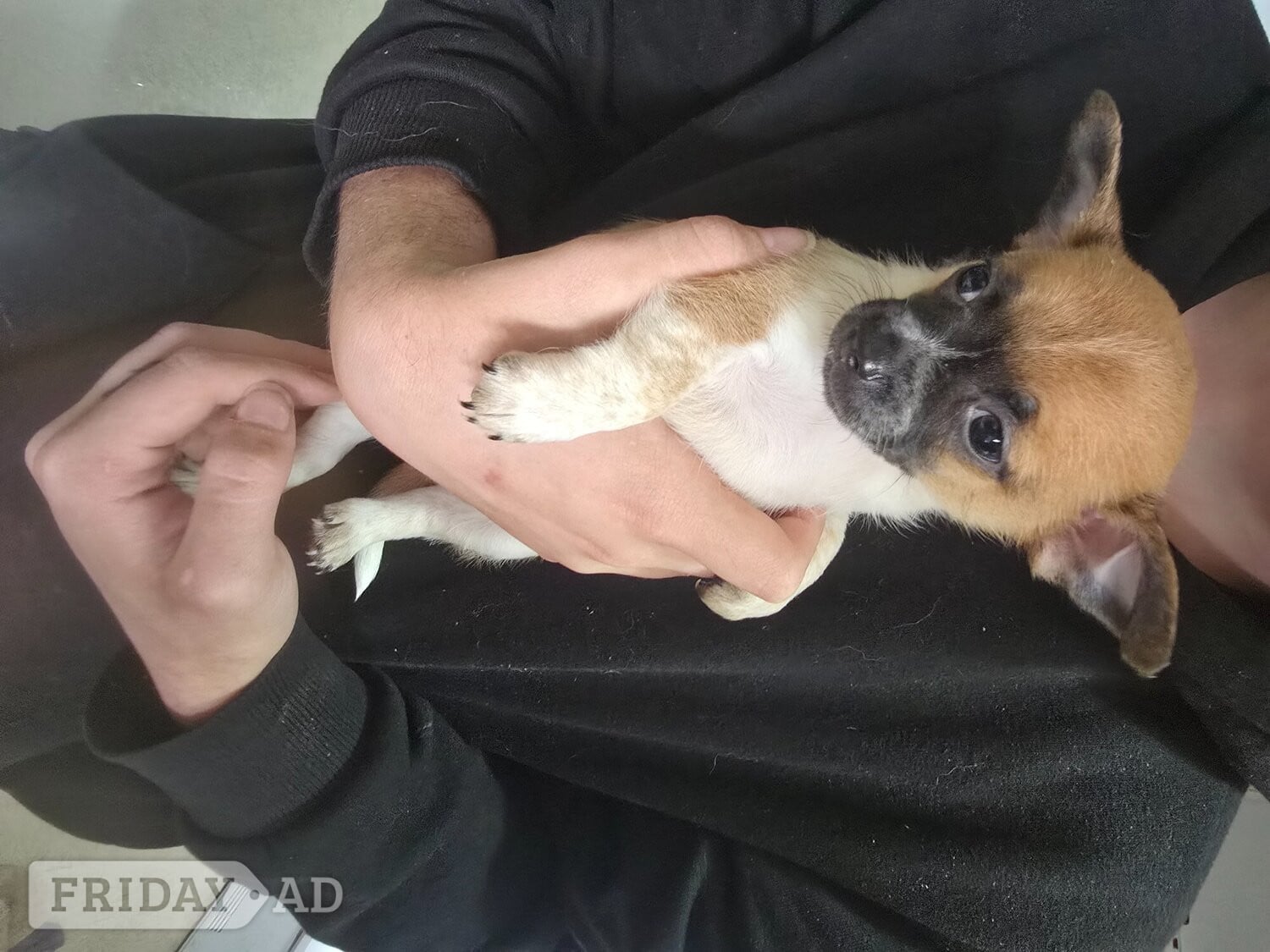 Wigan Chihuahua puppies for sale 