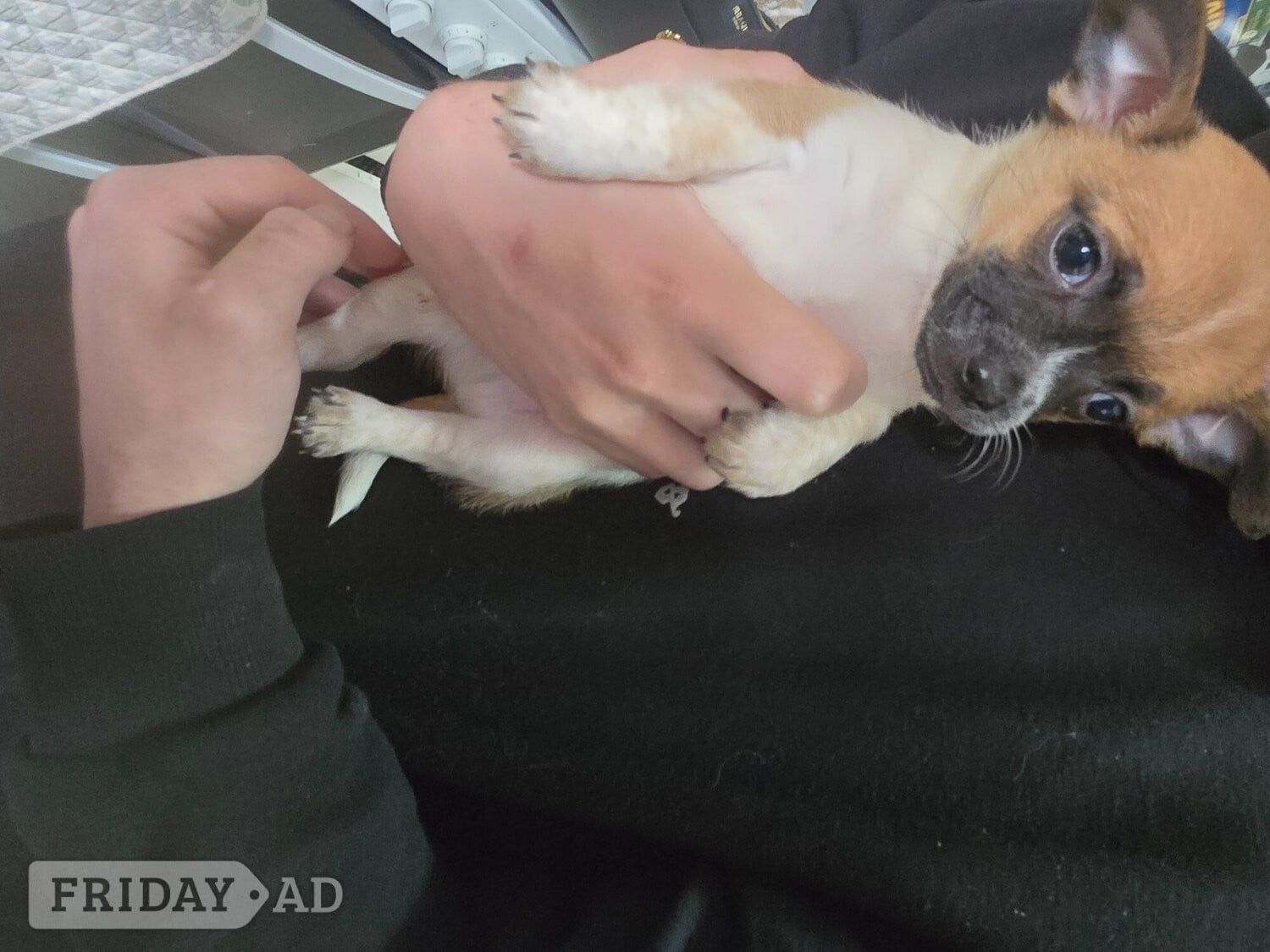 Chihuahua puppies for sale  - Dogs & Puppies in Wigan