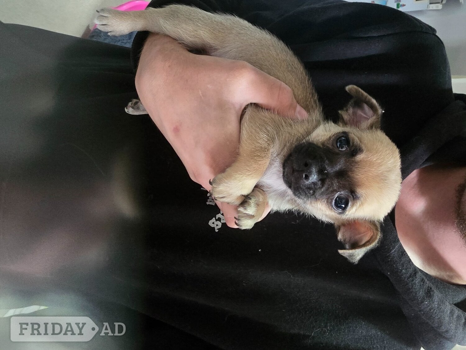 Chihuahua puppies for sale  - Dogs & Puppies