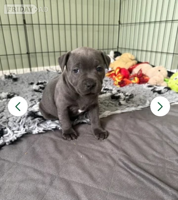 🏆🥇CHAMPION PHARAON🥇🏆 blue Staffy puppies