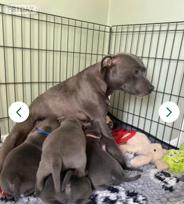 Leeds 🏆🥇CHAMPION PHARAON🥇🏆 blue Staffy puppies