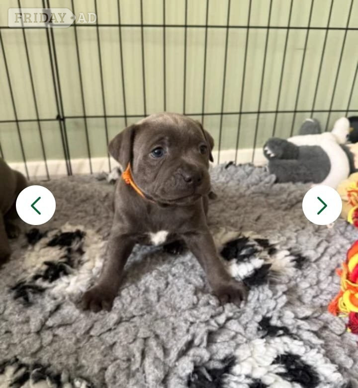 🏆🥇CHAMPION PHARAON🥇🏆 blue Staffy puppies - Dogs & Puppies in Leeds