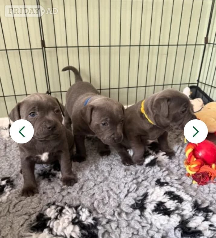 🏆🥇CHAMPION PHARAON🥇🏆 blue Staffy puppies - Dogs & Puppies