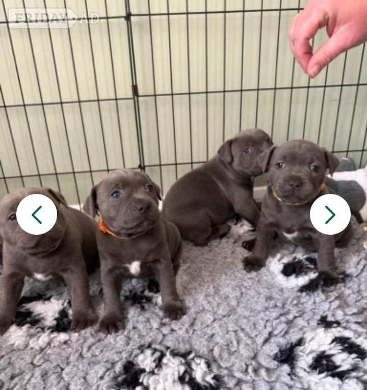 🏆🥇CHAMPION PHARAON🥇🏆 blue Staffy puppies in Leeds
