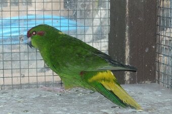 Kakarikis x 8