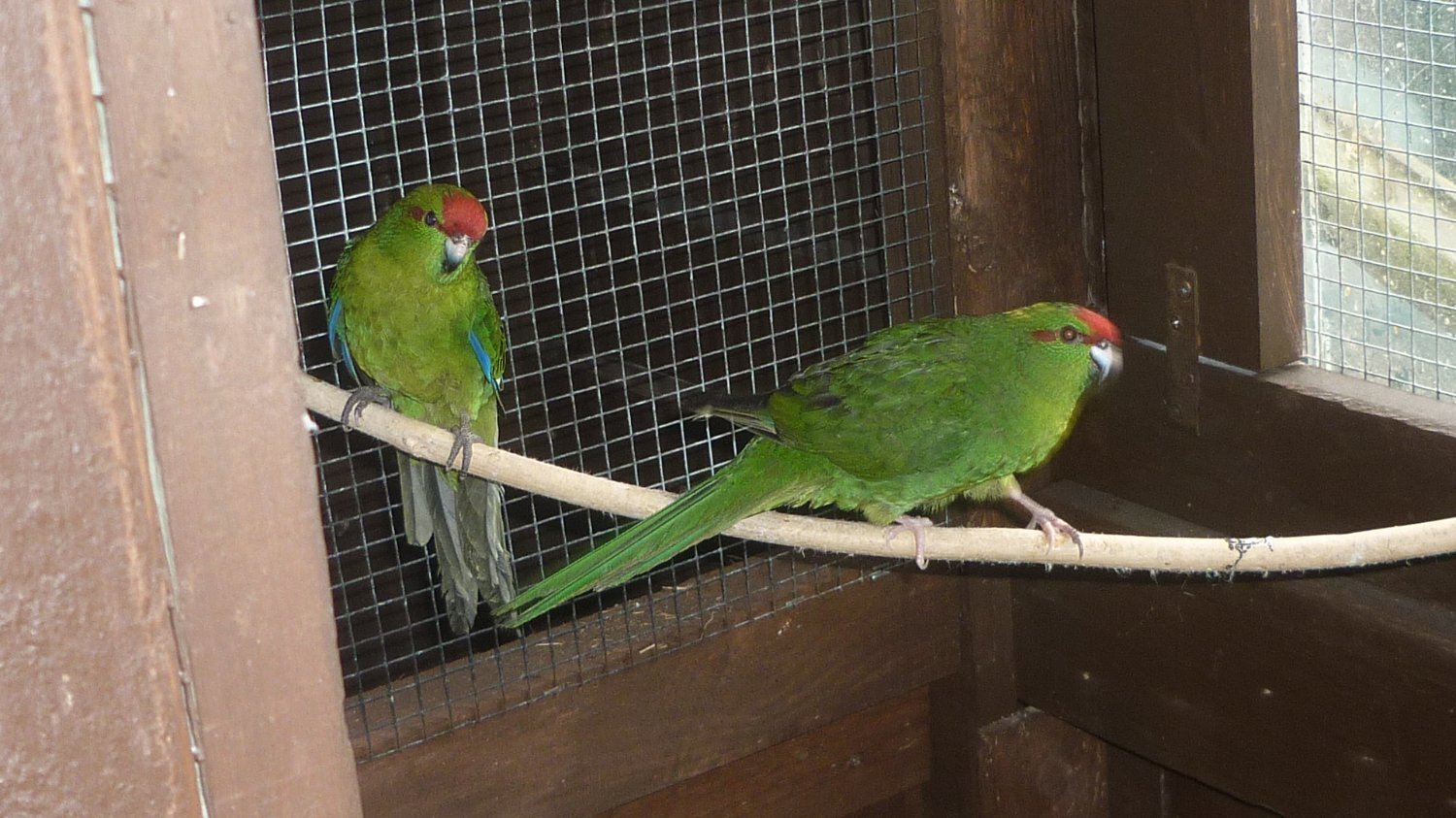 Kakarikis x 8