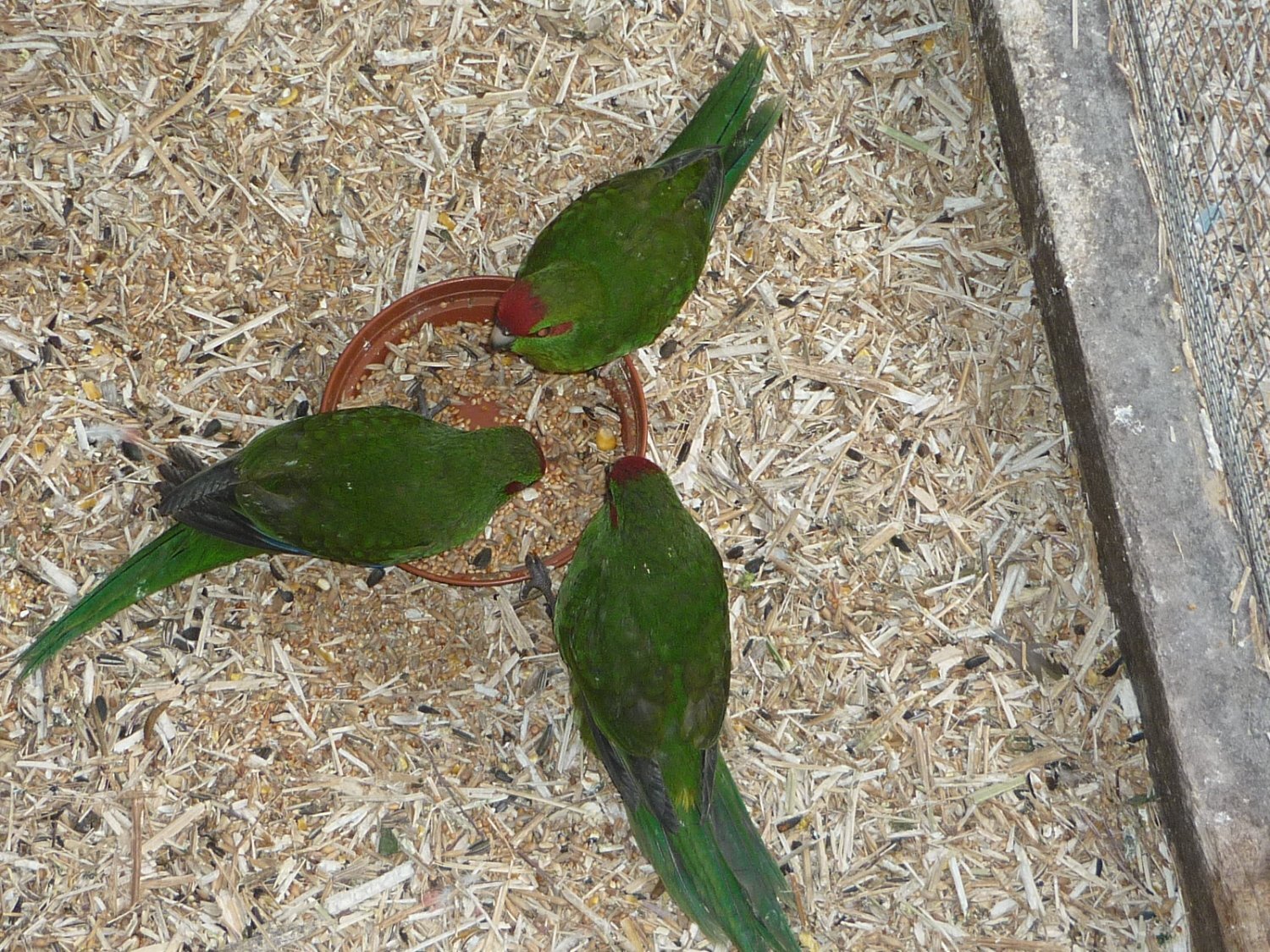 Kakarikis x 8 - Birds in Washington