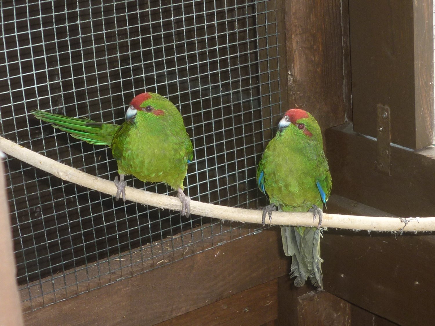 Kakarikis x 8 - Birds