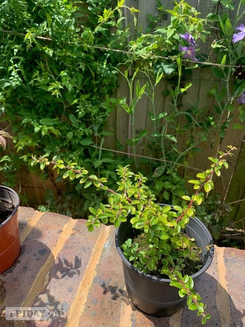 1 Cotoneaster Bush 