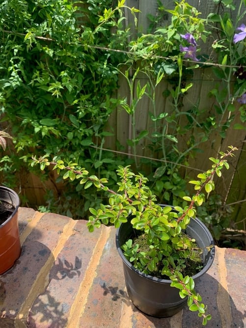 1 Cotoneaster Bush 