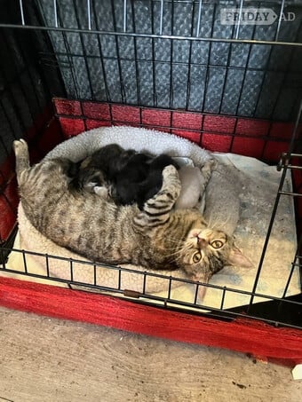 BSH Cross kittens