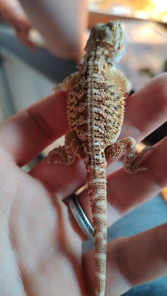 baby bearded dragon
