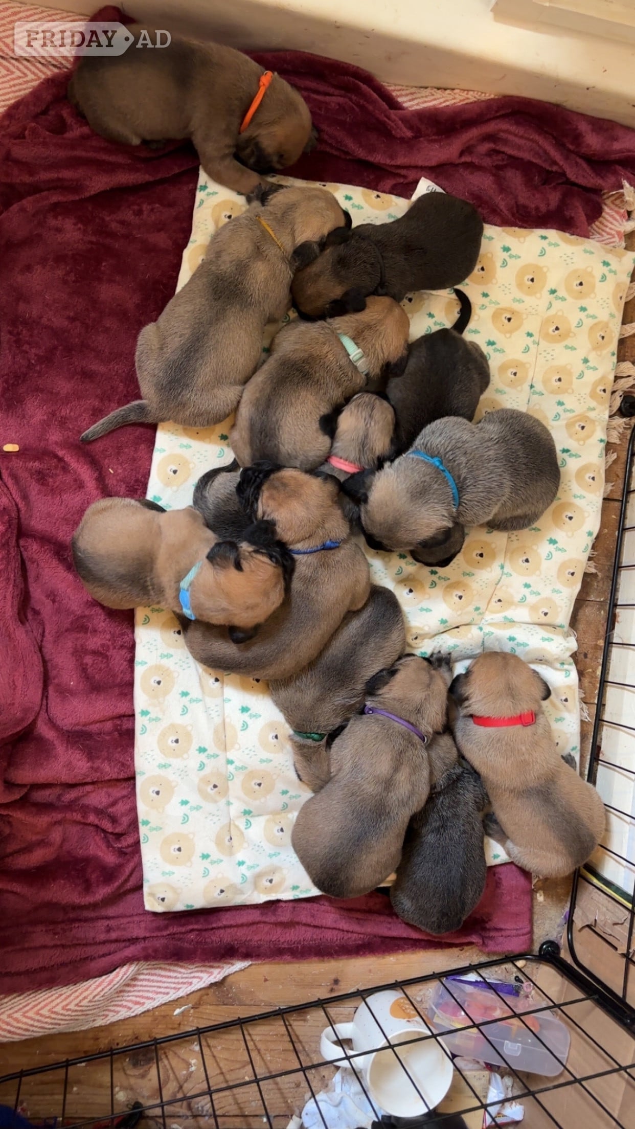 Presa Canario Puppies in Ashford